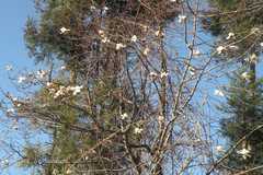 Magnolia campbellii